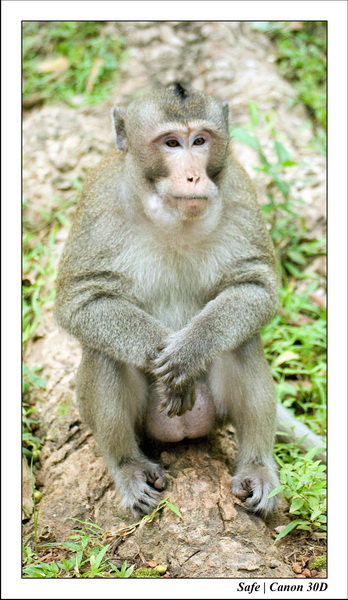 2006 - 07 - Temple angkor - Singes 28